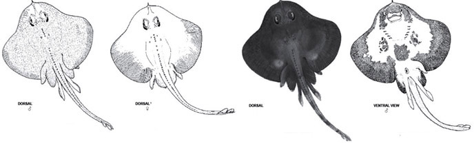 Neoraja caerulea_04.jpg